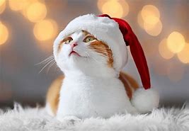 Image result for Xmas Toys for Cats