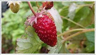 Image result for Everbearing Strawberry Plants