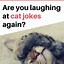 Image result for Funny Cat Jokes