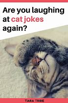 Image result for Corny Cat Jokes