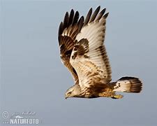 Image result for Buteo lagopus