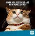 Image result for Animal Cat Memes