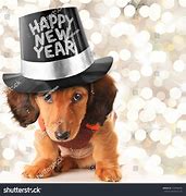 Image result for Dachshund New Year