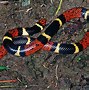 Image result for Tropical Snake Species