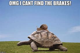 Image result for Tortoise Shock Meme