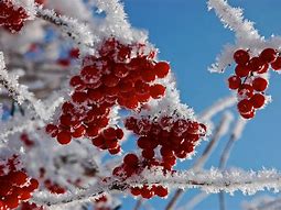 Image result for Winter Red Berry Wallpaper