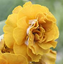 Image result for Primula auricula Golden Fleece