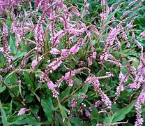 Image result for Persicaria amplexicaulis Pink Elephant (r)