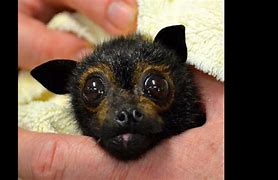 Image result for Funny Bat Picture Face