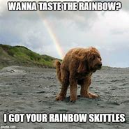 Image result for Rainbow Dog Meme