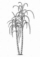 Image result for Sugar Cane Clip Art Black and White