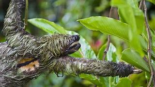 Image result for Sloth Walking
