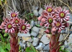 Image result for Sempervivum tectorum Alpinum