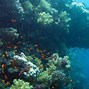 Image result for Sunlight Underwater Wallpaper