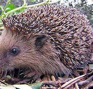Image result for Ancient Evolution of Hedgehog