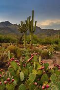 Image result for Wild Desert Plants Cactus