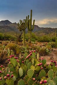 Image result for Arizona Desert Cactus Bloom