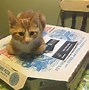 Image result for Cat Sitting On Pizza Meme
