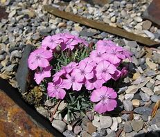 Afbeeldingsresultaten voor Dianthus microlepis