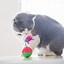 Image result for cat toy for indoors cat