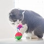 Image result for Cat Toys and Accessories