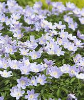 Image result for Anemone nemorosa Rosea