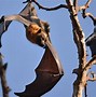 Image result for Bat Fat Bat