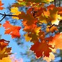 Image result for Fall Leaf of Arizona