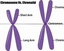 Image result for Chromosome and Chromatid Difference