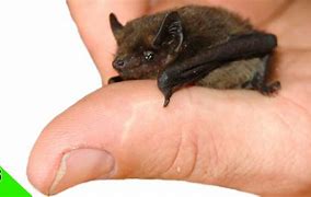 Image result for Smallest Bat Species in Clever