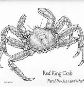 Image result for Sea Life Crab Drawing