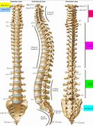 Image result for Spinal Cord and Vertebrae Anatomy