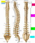 Image result for Spine Vertebrae