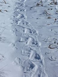 Image result for Porcupine Prints in Snow