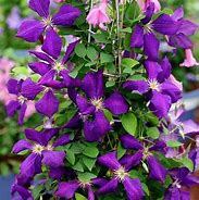 Clematis Jackmanii に対する画像結果