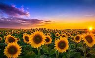 Image result for Lock Screen Wallpaper of Sunflowers