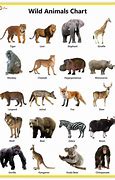 Image result for Pictures That You Never Seen Before Animals with Names