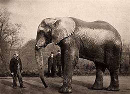 Image result for Jumbo Elephant