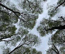 Image result for Trees From 5 Below
