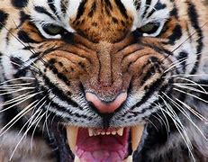 Image result for Roaring Tiger Logo