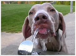 Image result for Funny Animal Drinking