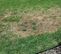 Image result for Signs of Mole Cricket Infestation