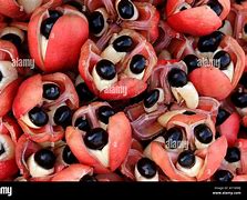 Image result for Jamaican Ackee Fruit
