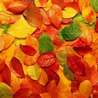 Image result for Autumn Leaves Pics