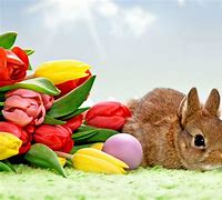 Image result for Easter Bunny Samoyed Wallpaper