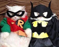 Image result for Superhero Cat Meme