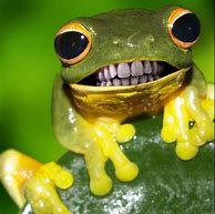 Image result for Cute Frog Funny Meme