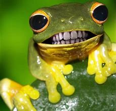 Image result for Goofy Frog Meme