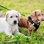 Image result for Dachshund Lab Mix Tall