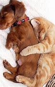 Image result for Puppy and Kitten Snuggling